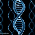 ДНК – носій спадкової інформації усіх живих істот