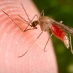 Профілактика малярії
