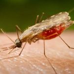 До Всесвітнього дня боротьби з малярією