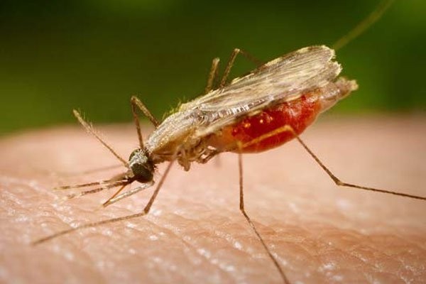До Всесвітнього дня боротьби з малярією