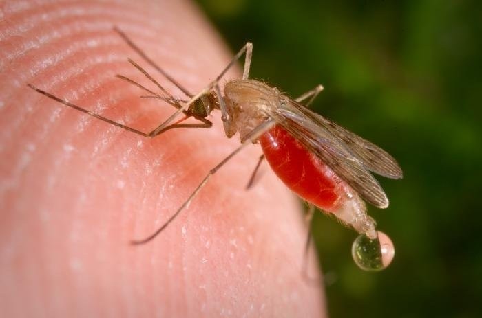 Малярія – в чому загроза та як уберегти себе?