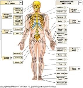 Особливості застосування сучасної медичної та анатомічної термінології