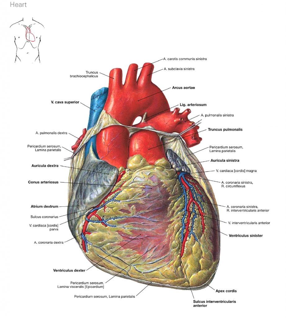 Здорове серце: морфофункціональна характеристика