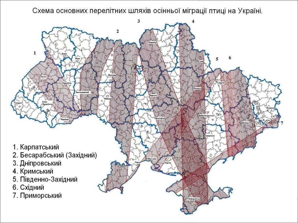 Міграції птахів і поширення інфекцій у світі