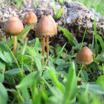«Магічні» гриби