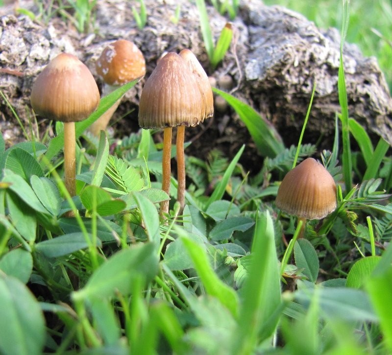 «Магічні» гриби