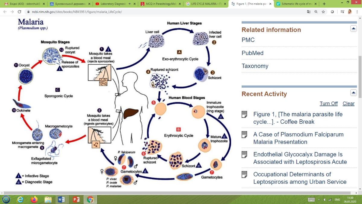 Distant learning of infectious diseases – malaria practical on-line session with foreign students