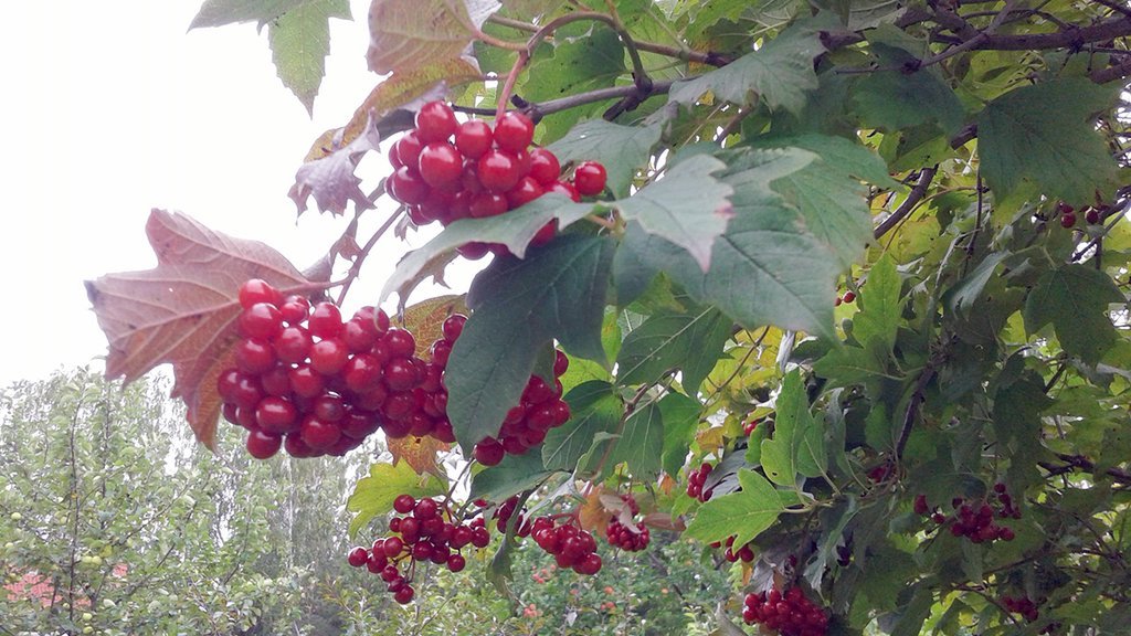 Корисні властивості калини